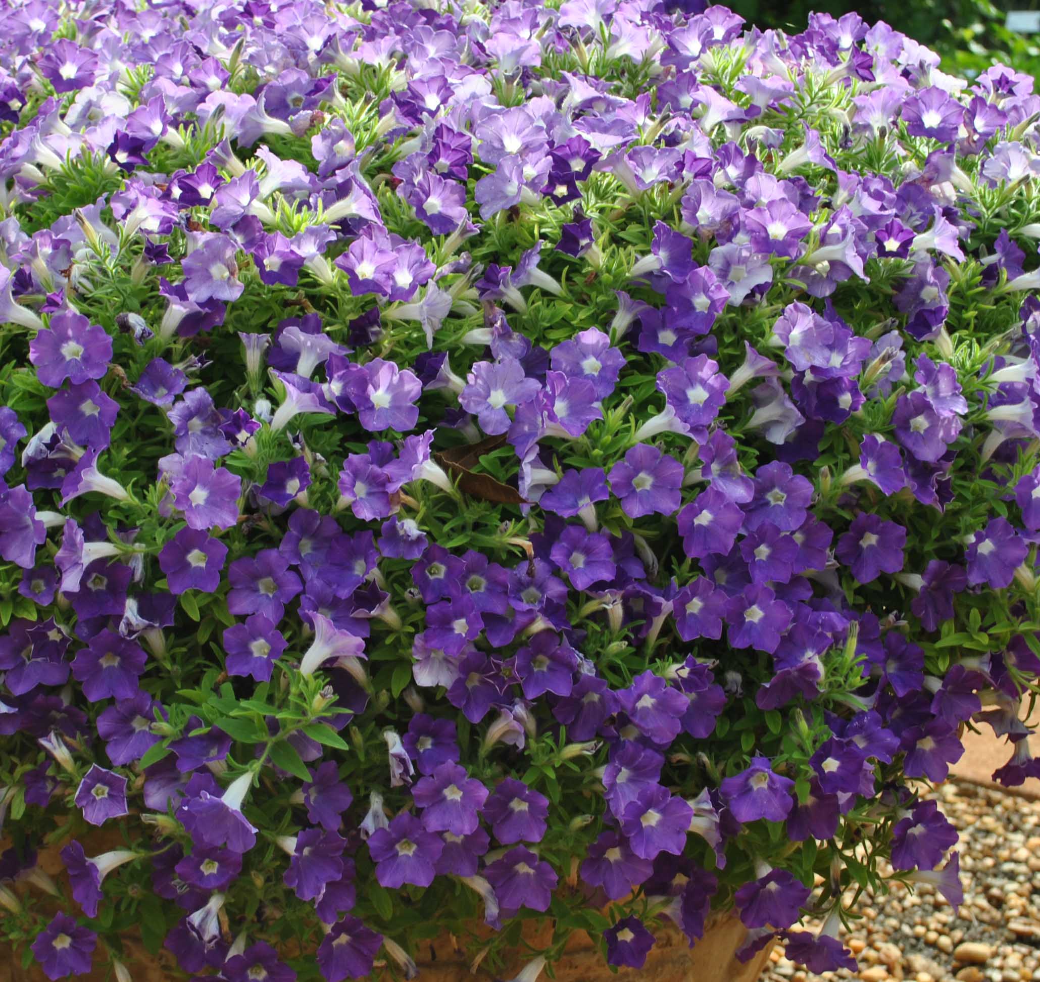 “Petunia 'Supertunia Morning Glory Charm' performed perfectly through the hot summer. It quickly formed a mound of small violet blooms with a large white eye. This petunia was loaded with so many small blooms even in the hottest months of the summer. It never ceased to be a perfect sphere of violet with only bits of green visible.”